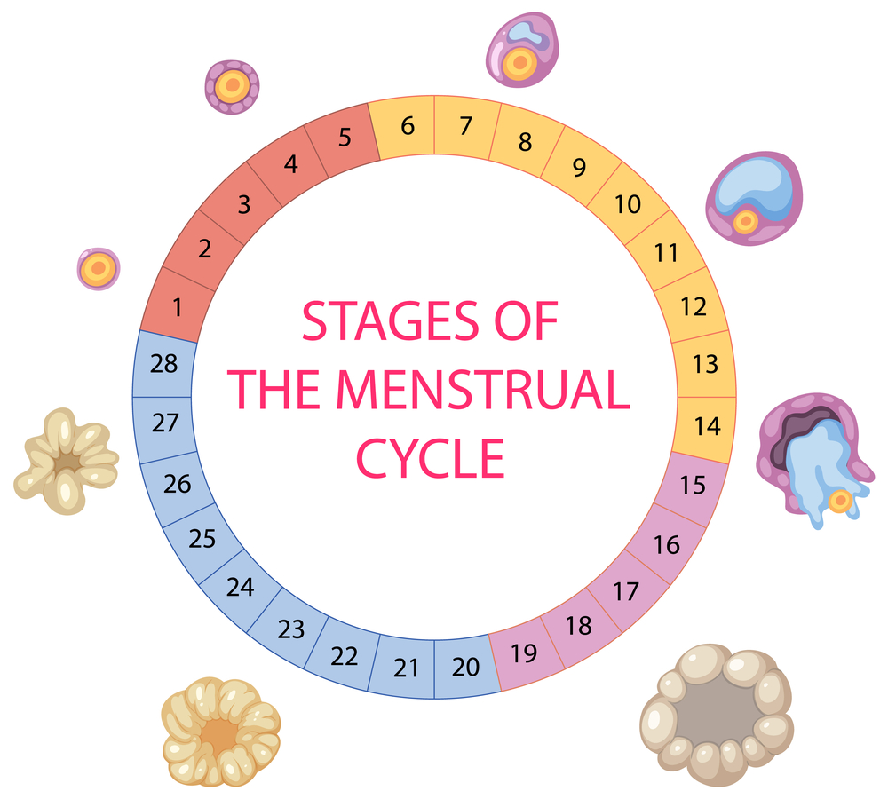Этапы менструального цикла